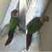 Conure