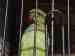 African Ringneck Parakeet