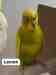 Budgerigar