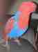 Eclectus