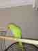 Indian Ringneck Parakeet