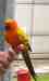 Conure