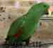 Eclectus