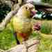 Conure