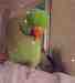 African Ringneck Parakeet