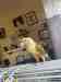 Conure