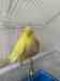 Budgerigar