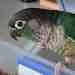 Conure