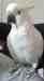 Cockatoo