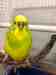 Budgerigar