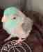 Parrotlet