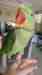 Alexandrine