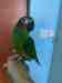 Conure