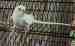 Budgerigar