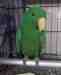 Eclectus