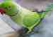 African Ringneck Parakeet