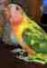 Lory / Lorikeet