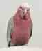 Galah Cockatoo