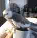 Cockatiel
