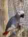 African Grey