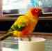 Conure