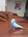 Budgerigar