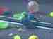Budgerigar