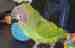 Conure