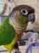 Conure