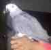 African Grey