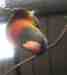 Lory / Lorikeet