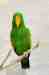 Eclectus