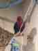 Eclectus