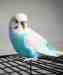 Budgerigar