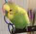 Budgerigar