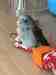 Parrotlet