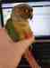 Conure