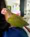 Conure