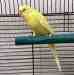 Budgerigar