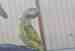 Mustached / Moustached Parakeet