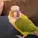 Conure