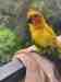 Conure