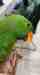 Eclectus