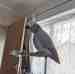 African Grey