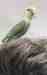 Lovebird