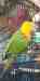 Conure