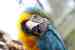 Macaw