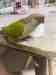 Conure