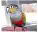 Conure