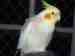 Cockatiel